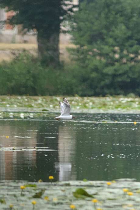 Les sorties en famille au domaine de La Ferté-Vidame - Les oiseaux du domaine