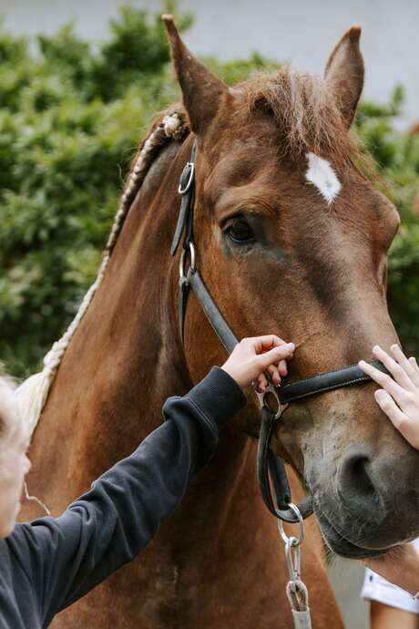 200 ans du Haras : Visite Le cheval breton