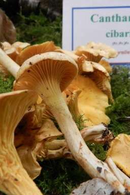 Rando champignons Rando champignons