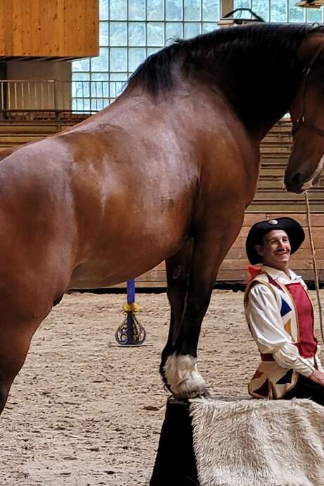 Démonstration équestre "Les coulisses des Jeudis du Haras"