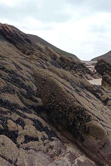Sortie Nature avec Monsieur Jean- "Découverte de l'estran à marée basse"