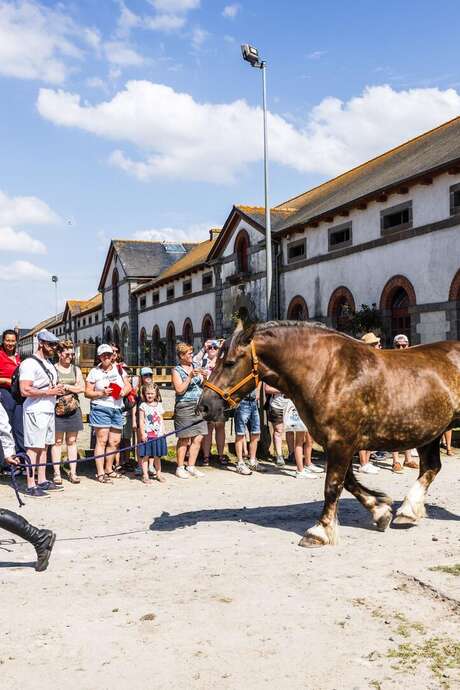 Concours départemental du cheval breton