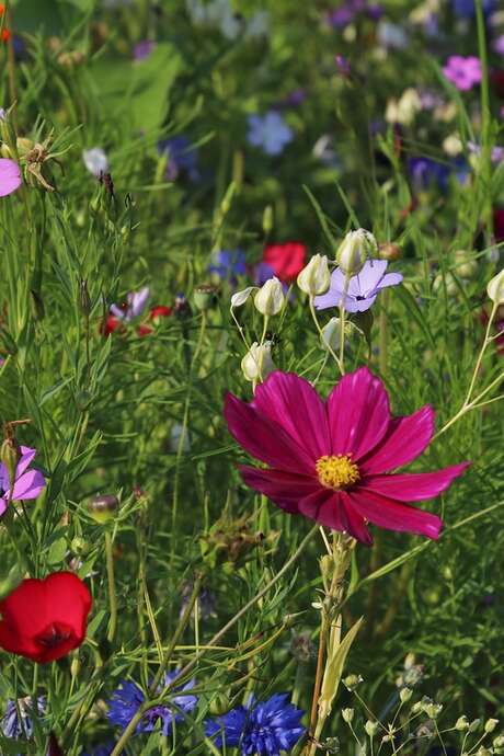 Exposition - Qui pollinise mon jardin ?
