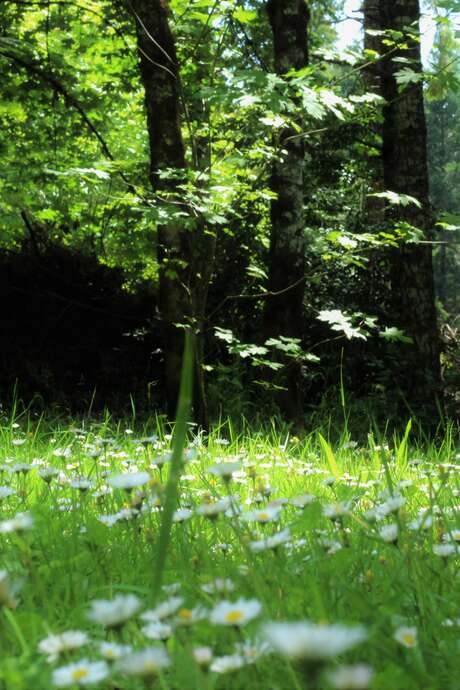 Découverte des usages & vertus des plantes sauvages et des arbres