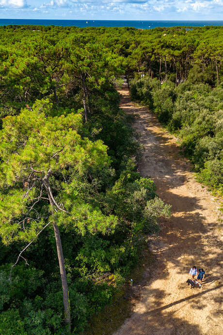 Visite guidée de la forêt