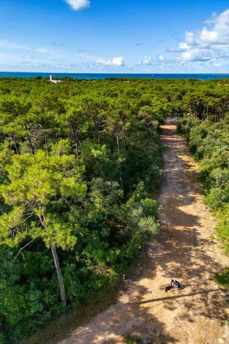 Visite guidée de la forêt
