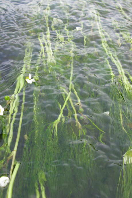 Poissons migrateurs et barrage sur la Maronne, une cohabitation possible ?