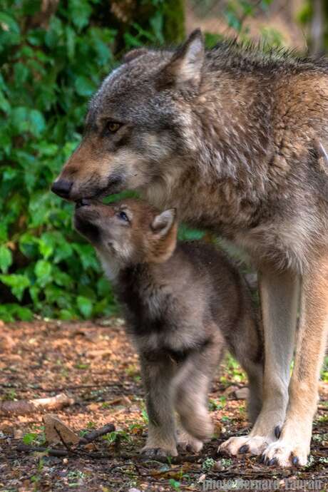 La Magie de Noël au Parc Animalier de Gramat Le 27 déc 2024