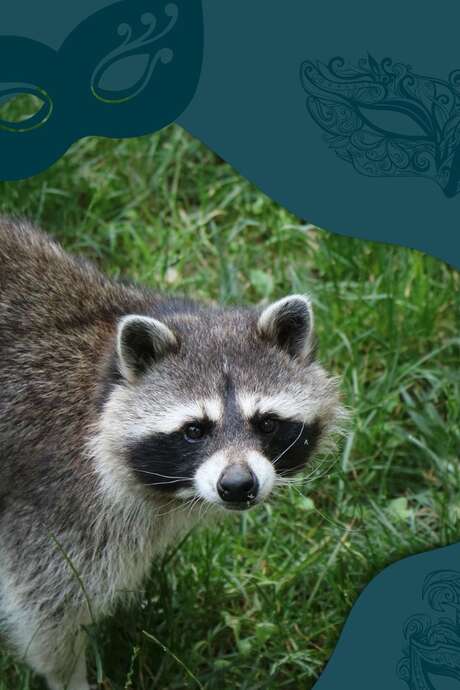 Le Carnaval des Animaux Masqués au Parc Animalier de Gramat