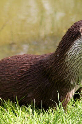 BALADE NATURE A LA DÉCOUVERTE DE LA LOUTRE BALADE NATURE A LA DÉCOUVERTE DE LA LOUTRE
