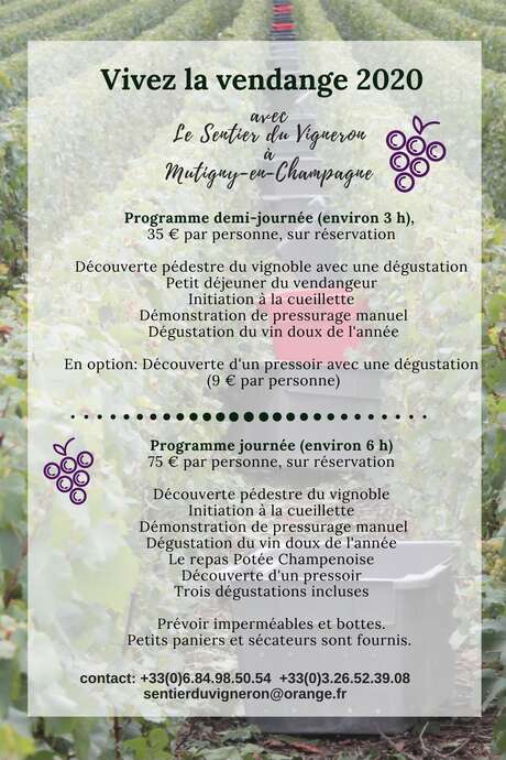 Vendanges 2020 - Le Sentier du vigneron