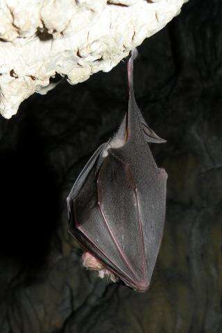 COMPTAGE DES CHAUVES-SOURIS DU VILLAGE DE  NYER