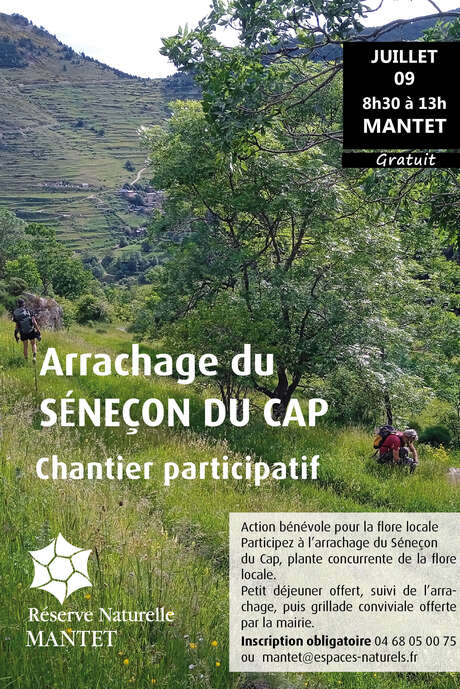 ARRACHAGE DE SÉNEÇON DU CAP : CHANTIER PARTICIPATIF
