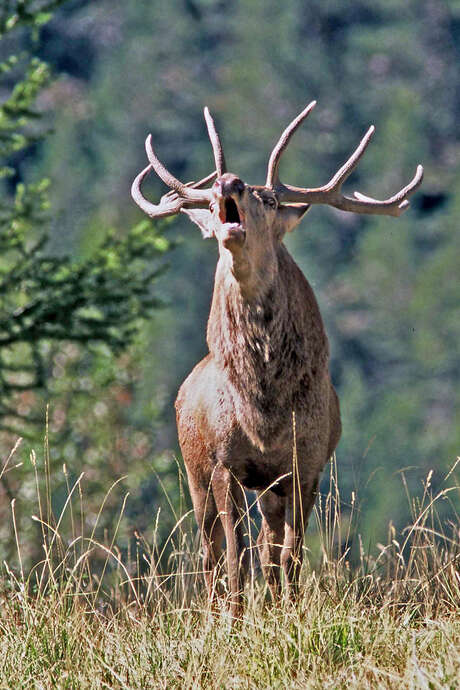 Brame du cerf Brame du cerf