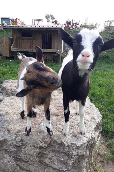 Ferme pédagogique du pichet