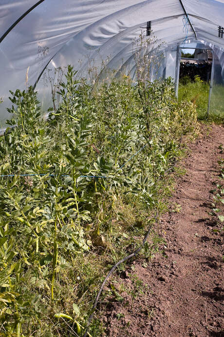 VISITE DE JARDIN ET DECOUVERTE DE PLANTES COMESTIBLES
