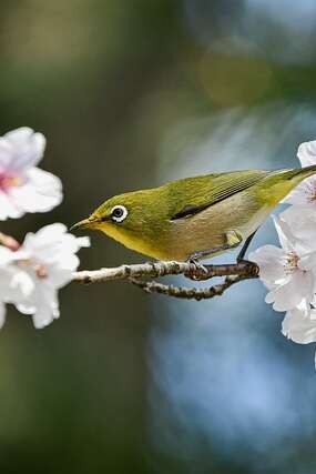 Concert de printemps
