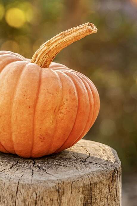 Fête halloween
