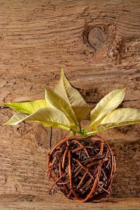 Découverte de la vannerie sauvage