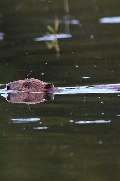 Observation des castors et ragondins