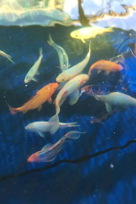 Marché de noël à la ferme aquaponique