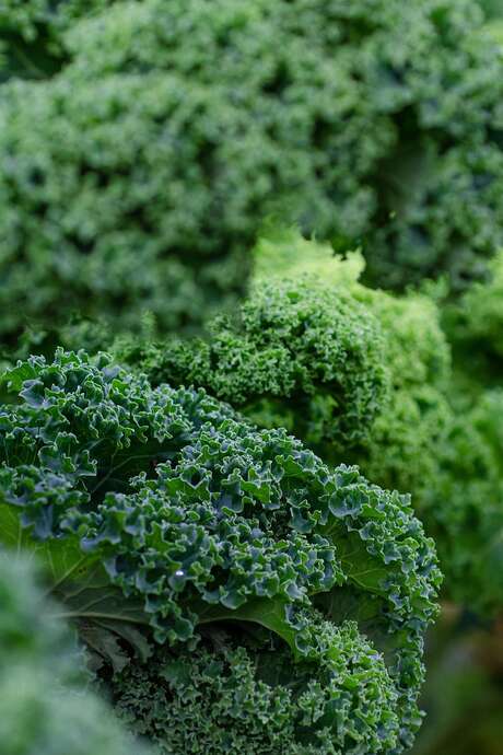 L’aquaponie : comment ça marche ?