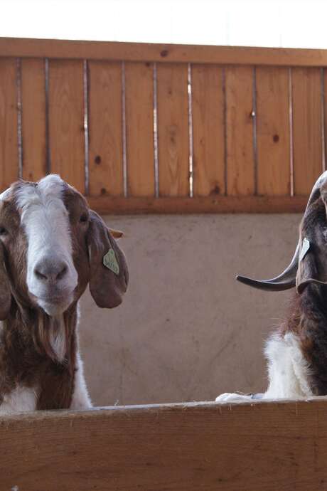 Visite guidée chevrerie des granges