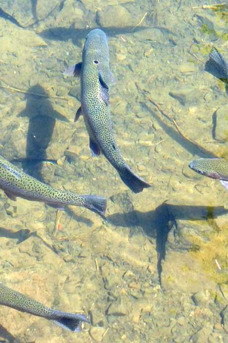 Ces poissons ont la pêche