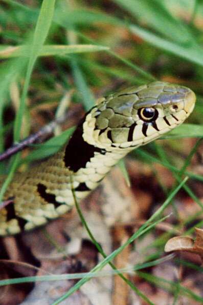 SORTIE NATURE : LES REPTILES DE NOS REGIONS