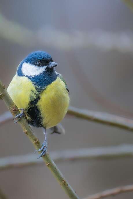Sortie nature : Plumes, bec : qui suis-je ?