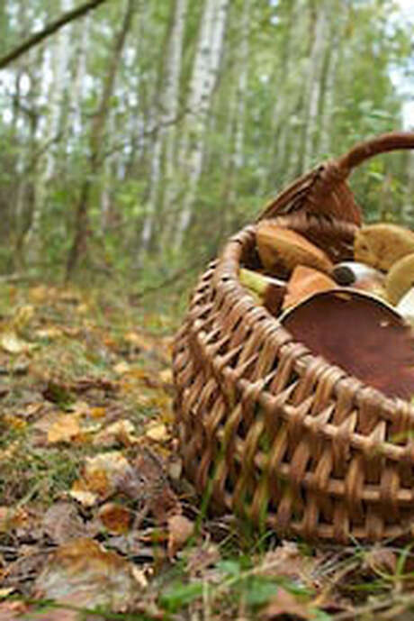 A la recherche des champignons