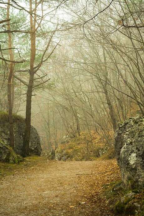 Sortie nature A l'orée du bois