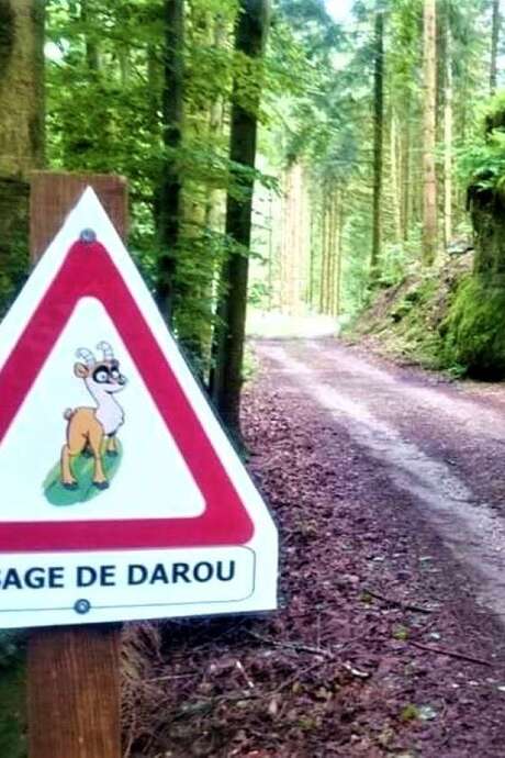 Chasse au darou