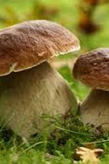 A la découverte des champignons