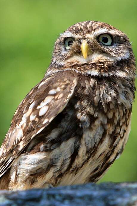 Les hiboux c'est chouette !