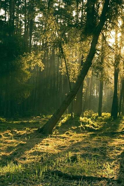 JOURNÉE INTERNATIONALE DES FORÊTS