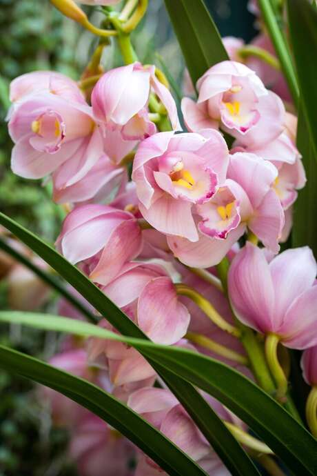 Les orchidées sauvages à l'honneur