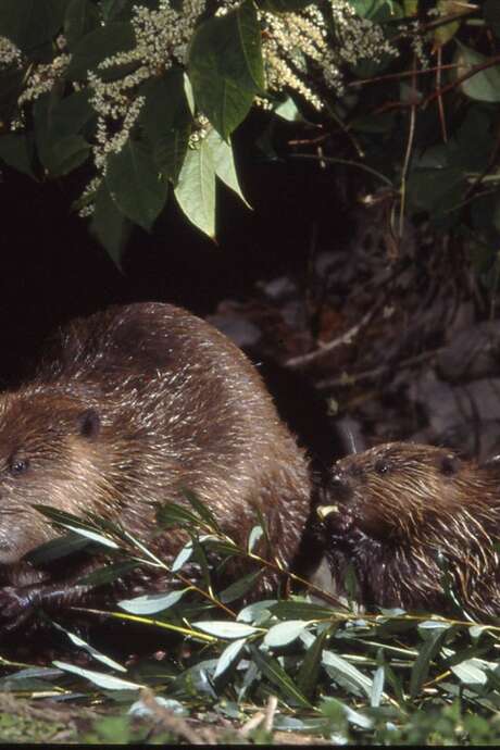 Observation du Castor : se faire tout petit pour voir plus grand