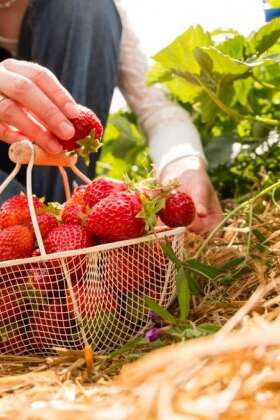 Marché hebdomadaire