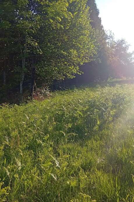 La voix des arbres - méditation sous les bouleaux