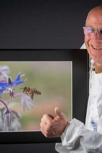 Exposition sur les abeilles