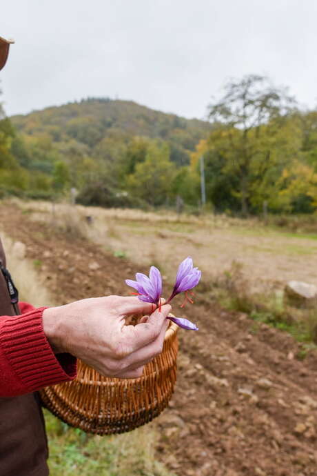 Visite commentée la culture du Safran