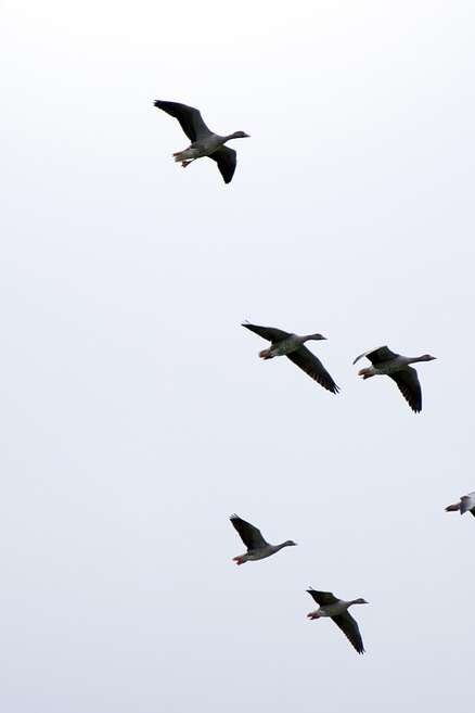 Observation de la migration des oiseaux