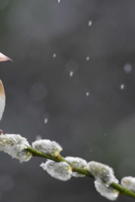 Conférence Oiseaux de nos jardins