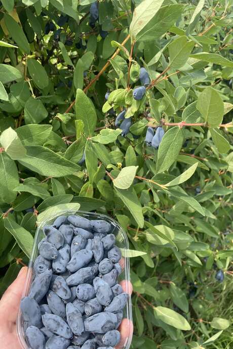 Visite à la découverte de la camerise