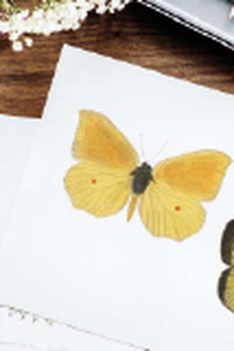 Atelier créatif lapbook sur les papillons