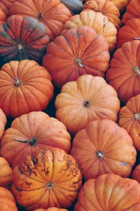 Exposition Potirons et cornichons PREMIÈRES PAGES