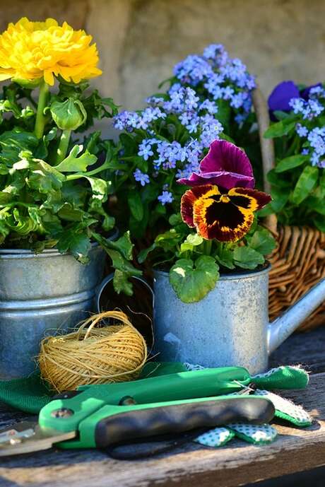 Marché aux Fleurs et plants de légumes