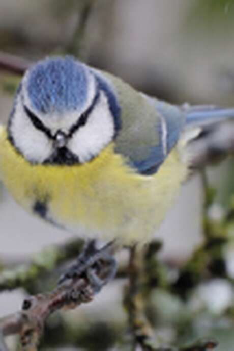 Exposition la mare aux oiseaux