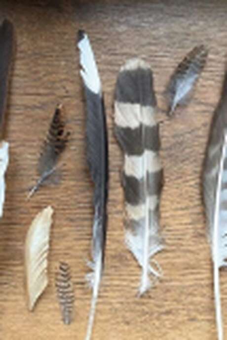 Quiz - A qui sont ces plumes